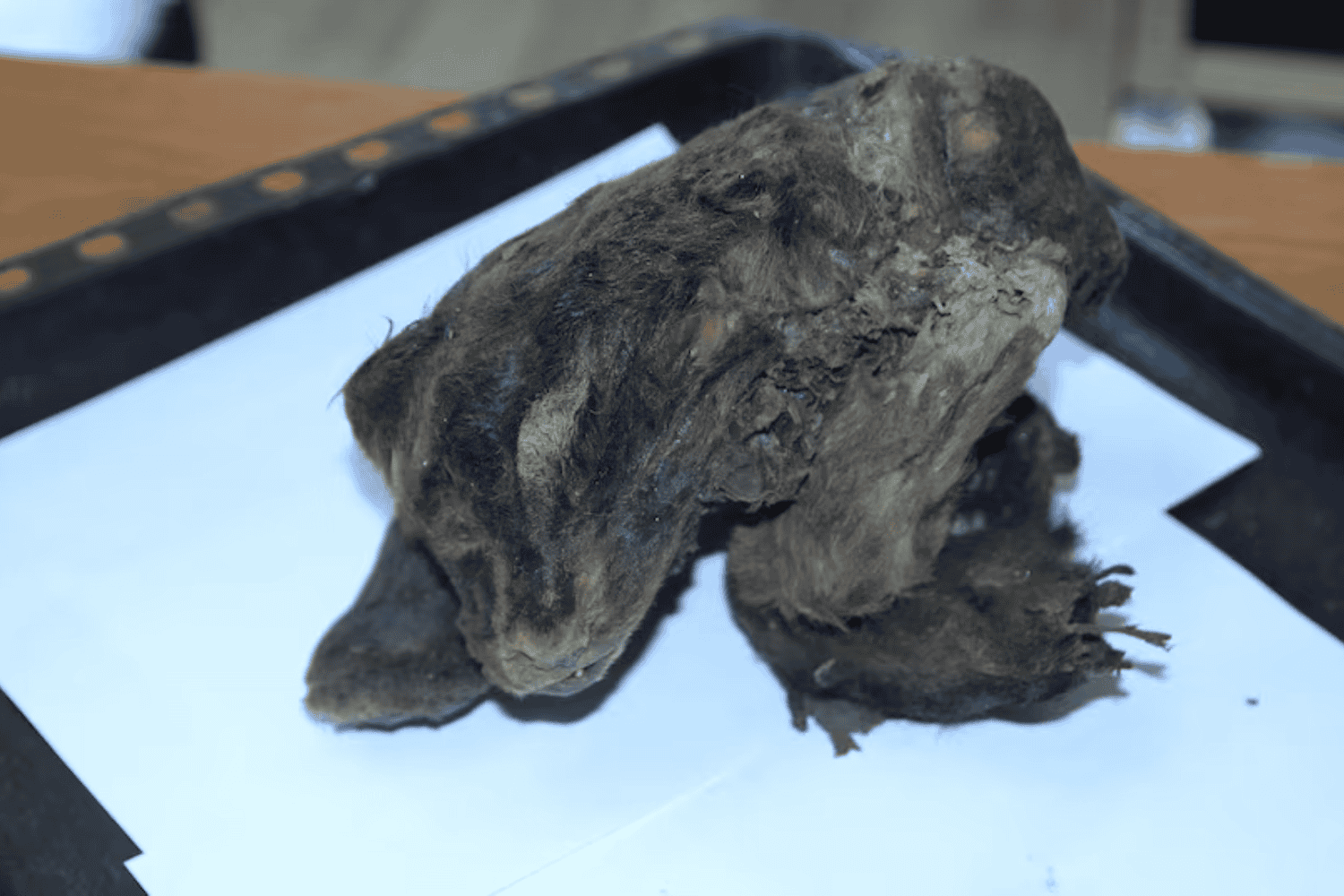 Un cachorro de dientes de sable congelado en el tiempo: El hallazgo que está cambiando la paleontología