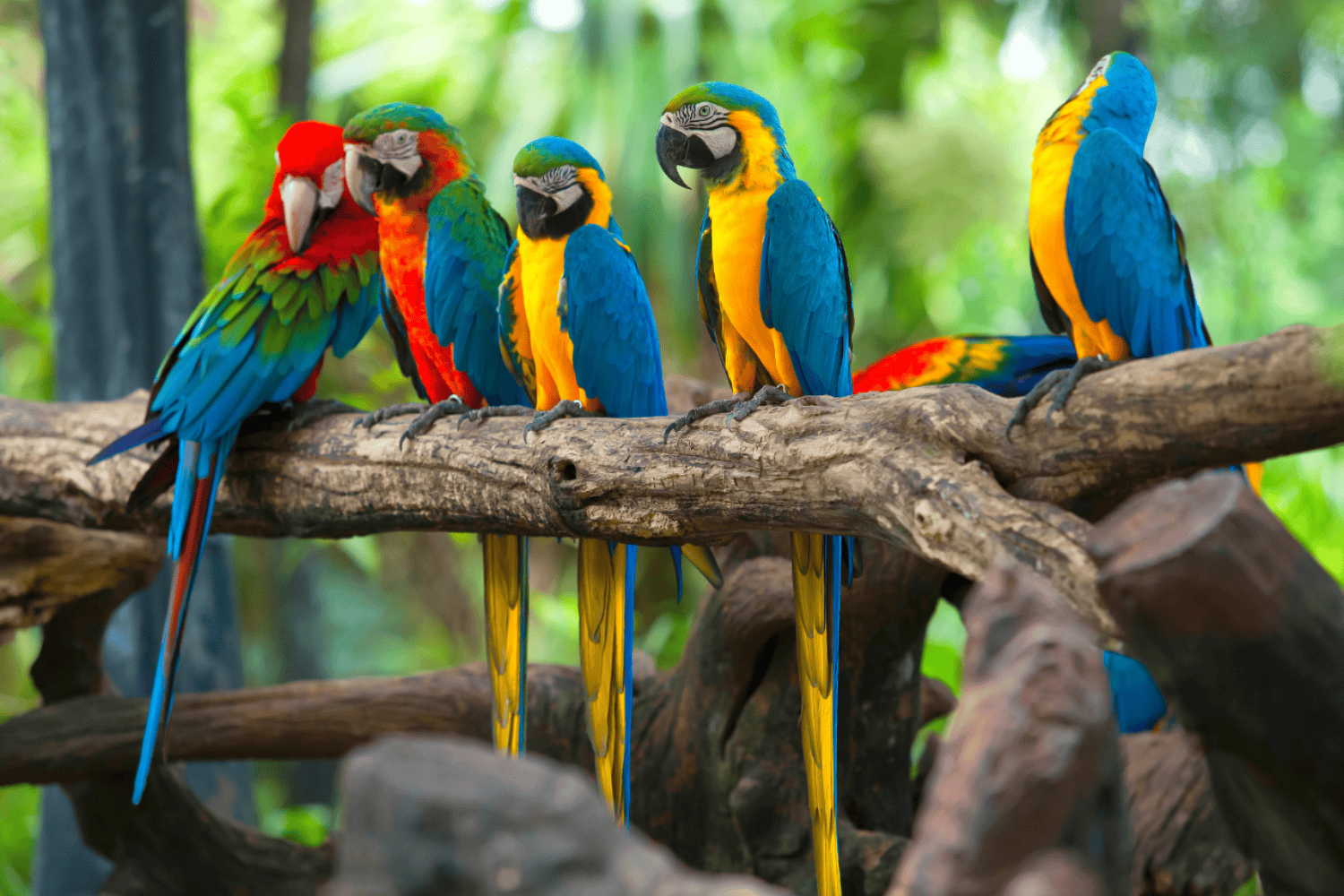 Internet de los animales