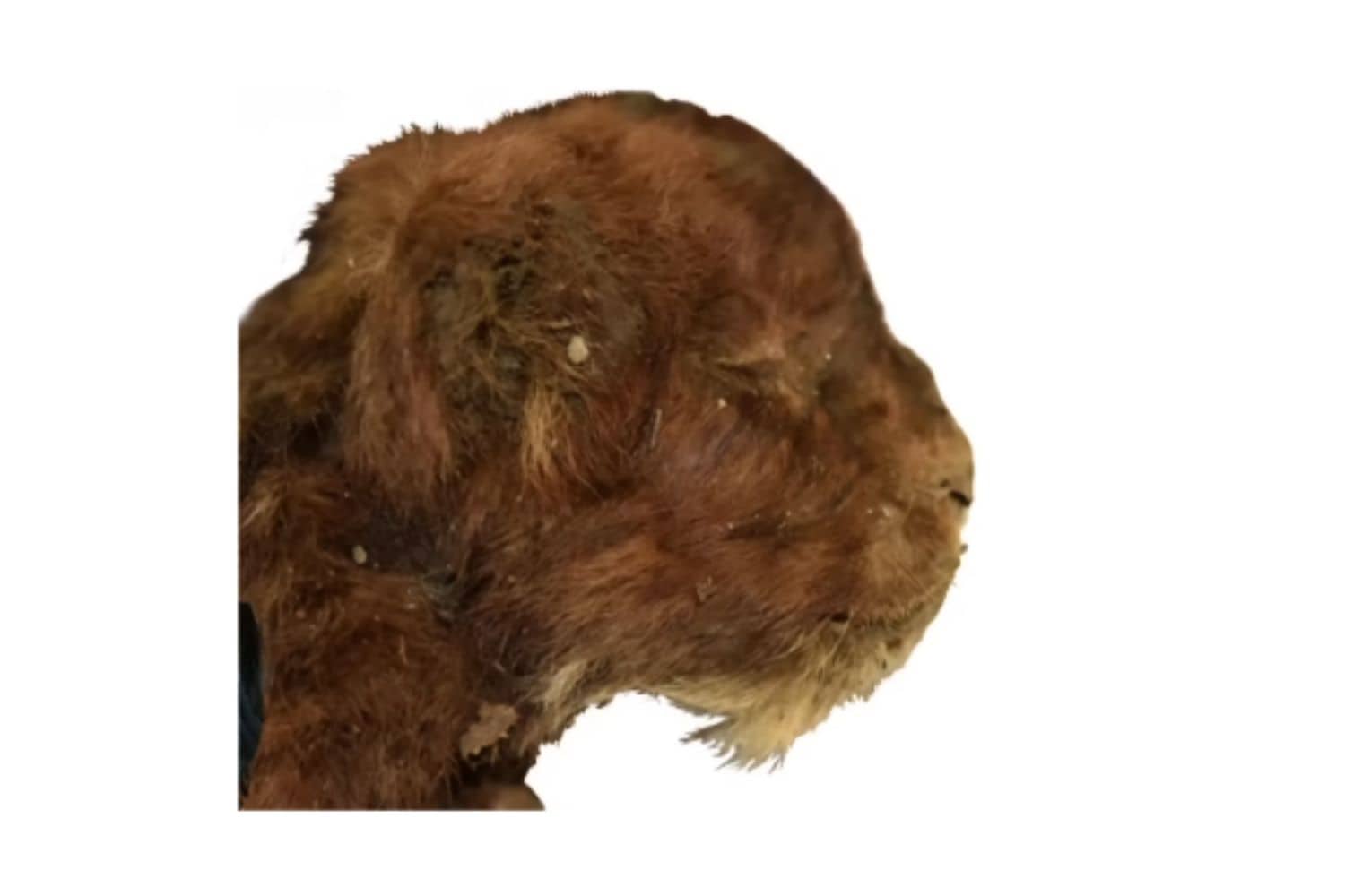 Descubrimiento diente de sable