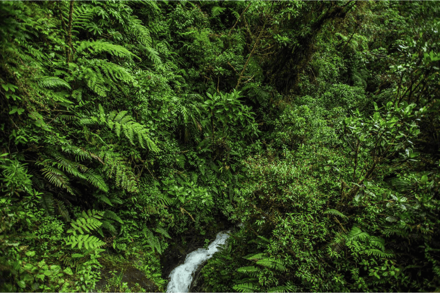 Dos nuevas especies descubiertas en los Andes: un tesoro de biodiversidad en peligro