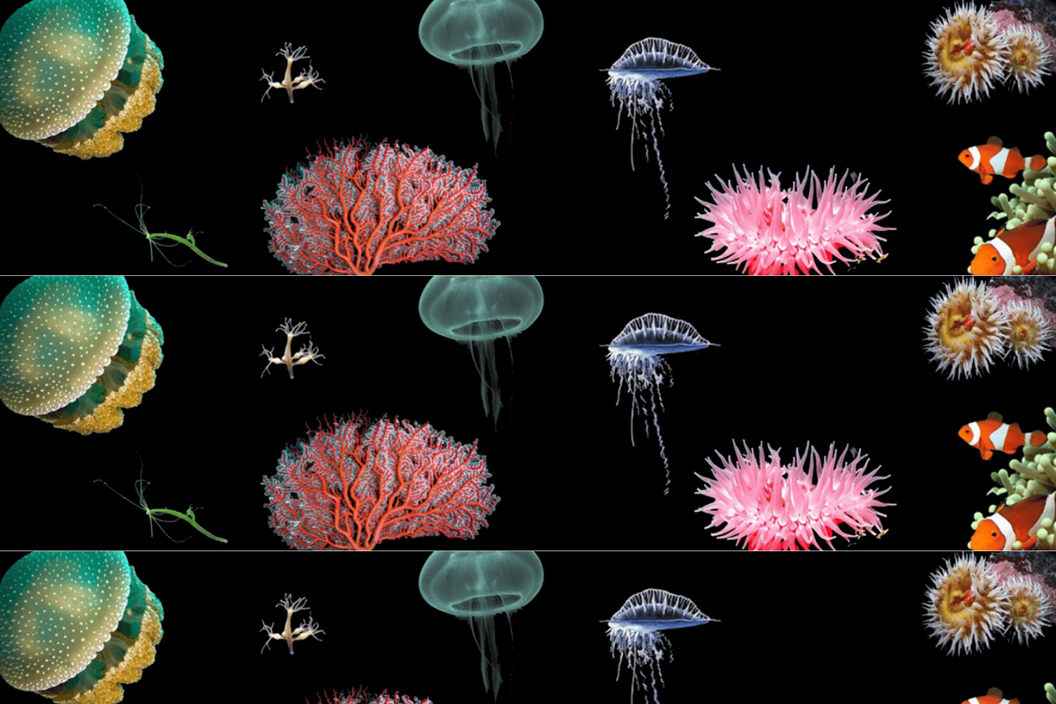 árbol de la vida celular medusas corales