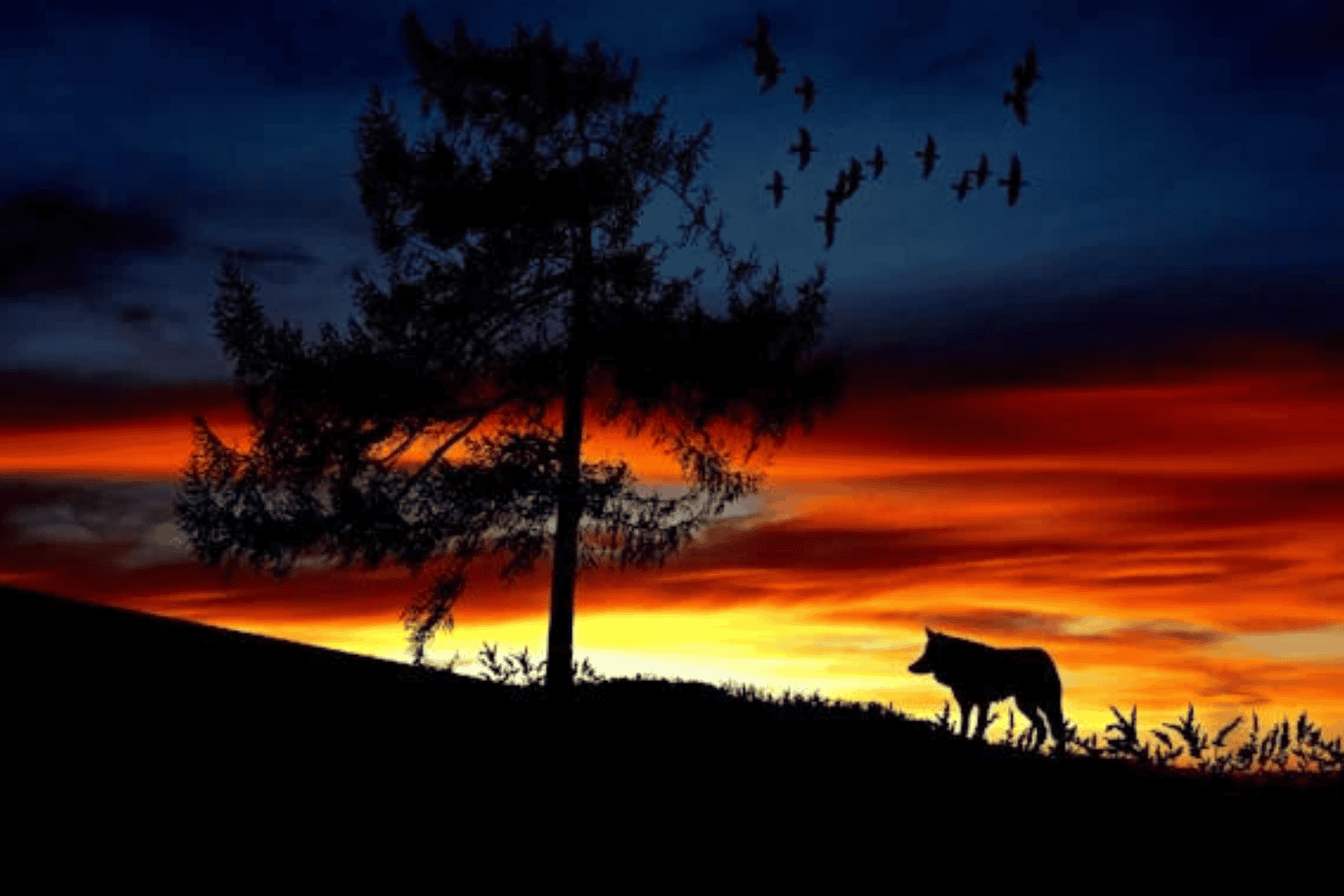 La Unión Europea reduce la protección del lobo