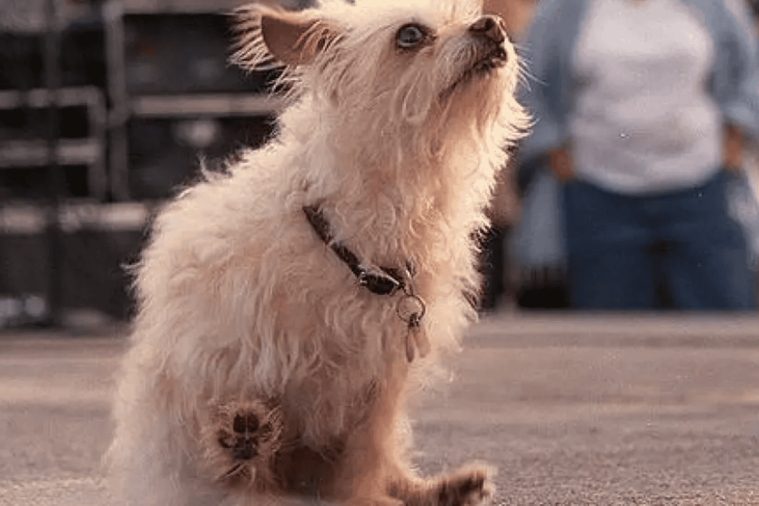 ¿Por qué mi perro arrastra el trasero por el piso? Una acción divertida que puede ser una alerta