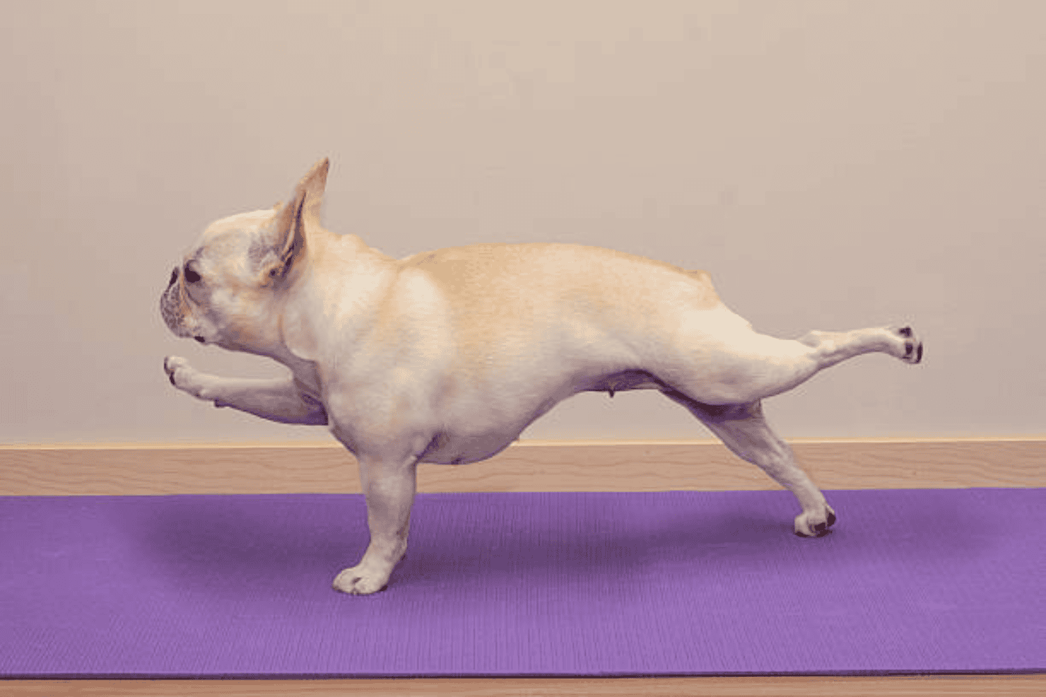 Yoga para perros: ¿qué es el "doga" y cómo puede beneficiar a tu mascota?