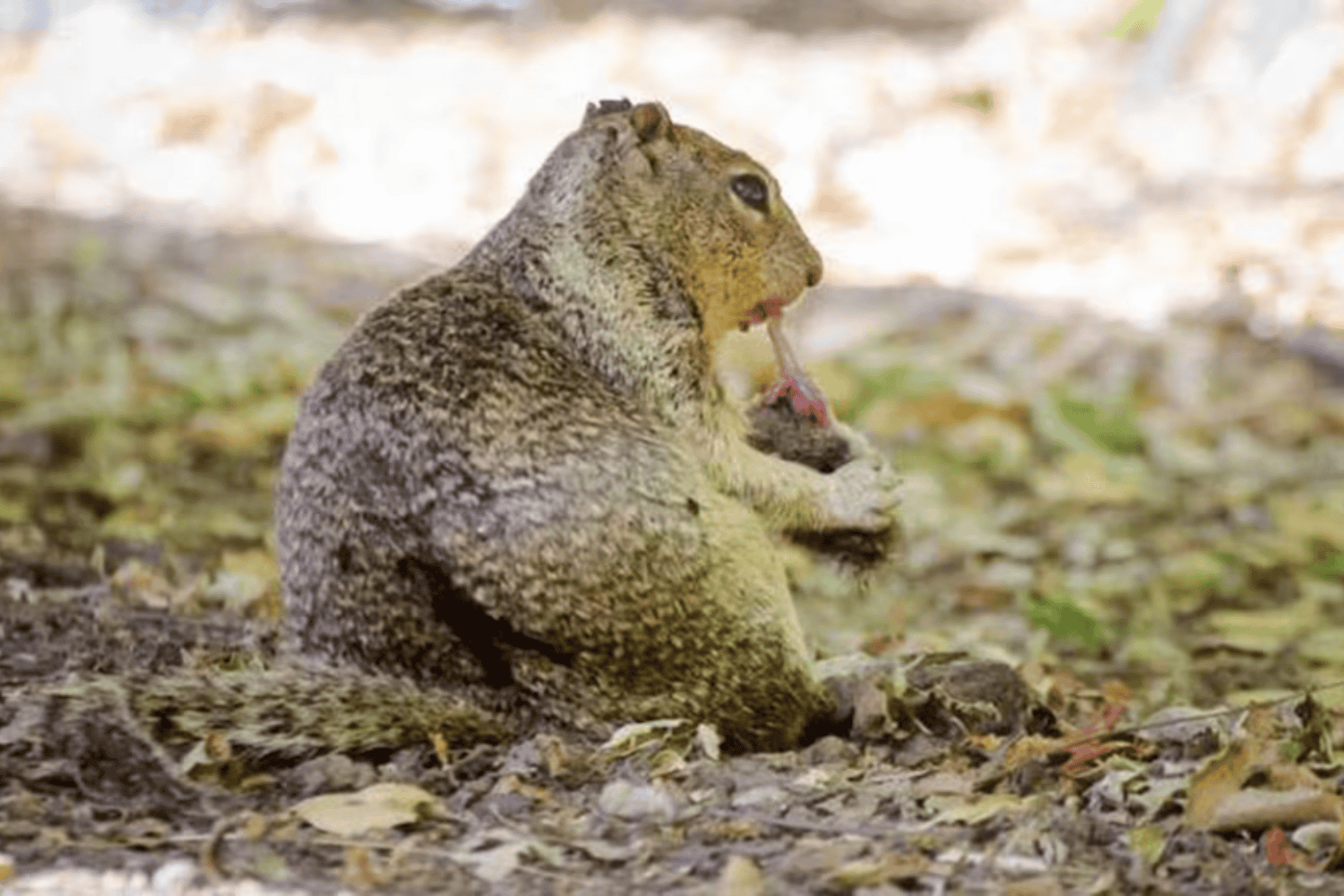 ¿Qué secreto inesperado esconden las ardillas de California?