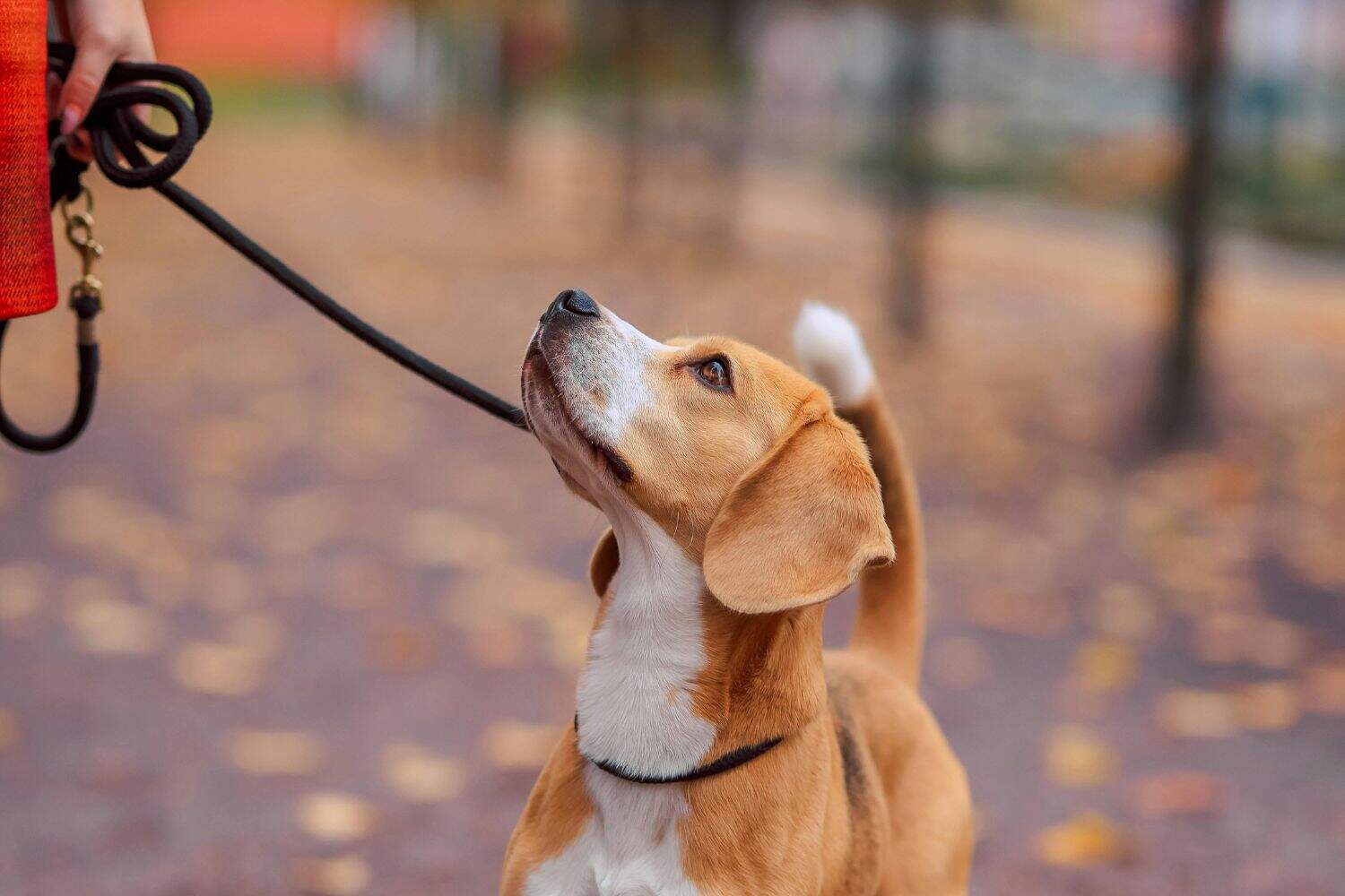 Perros educación canina obediencia