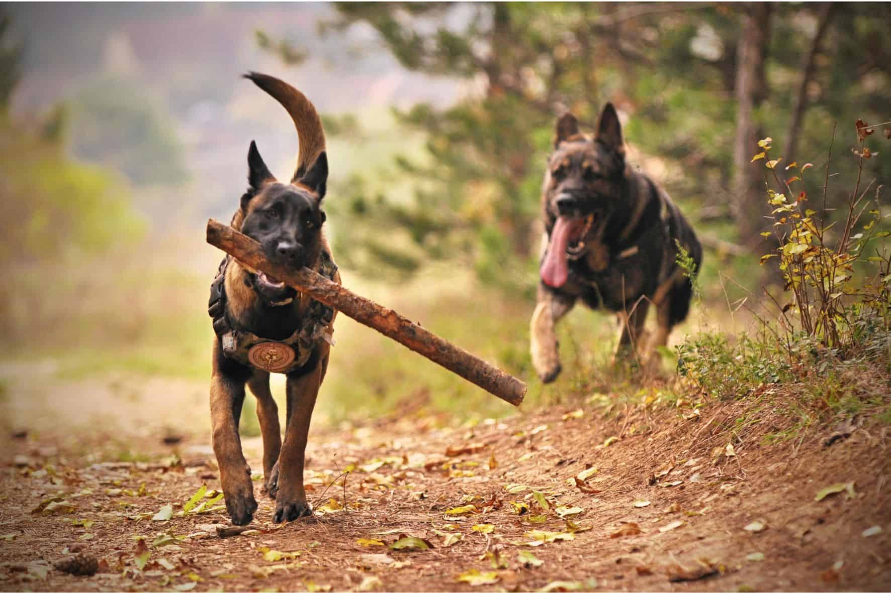 Perros