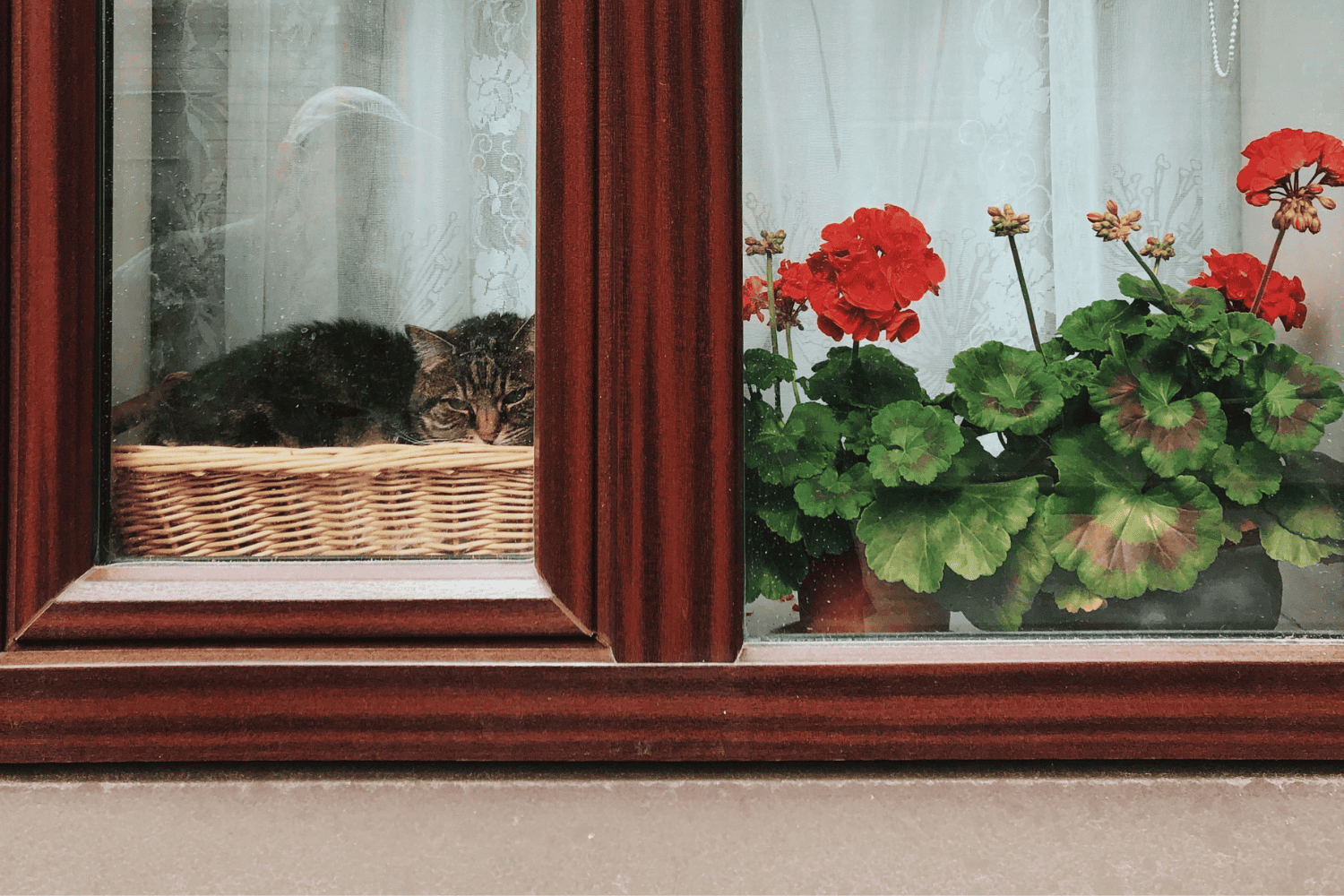 Las plantas de interior que viven más de 10 años: belleza natural que dura toda una vida