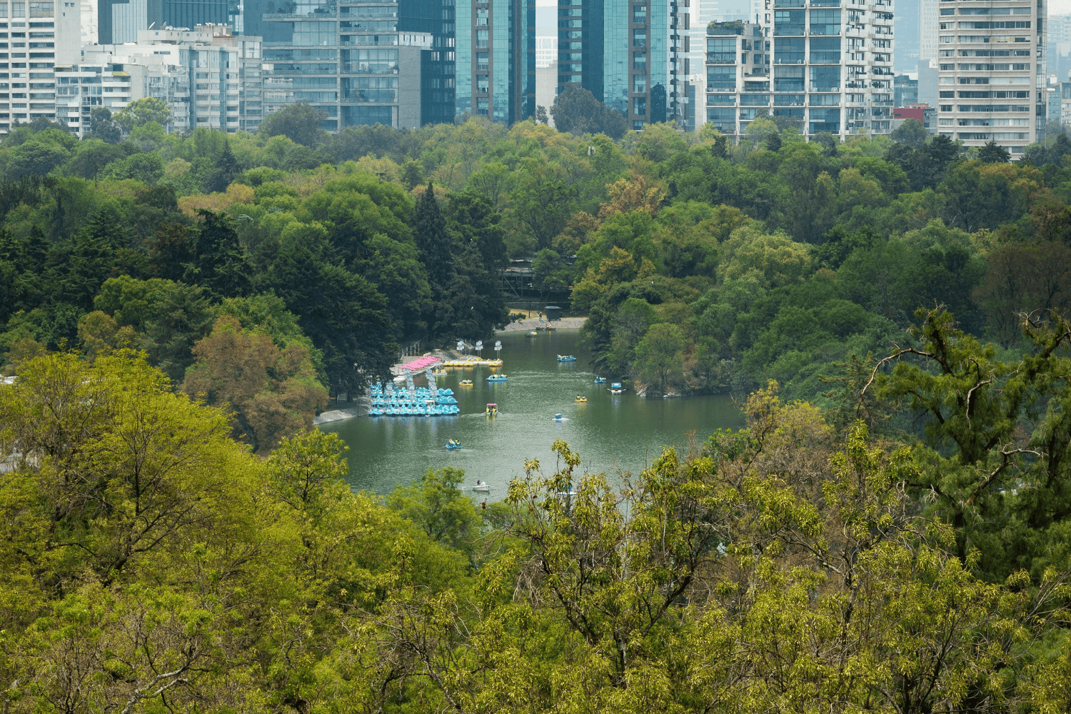 ¿Por qué vivir cerca de árboles podría hacerte más feliz y proteger tu ciudad?