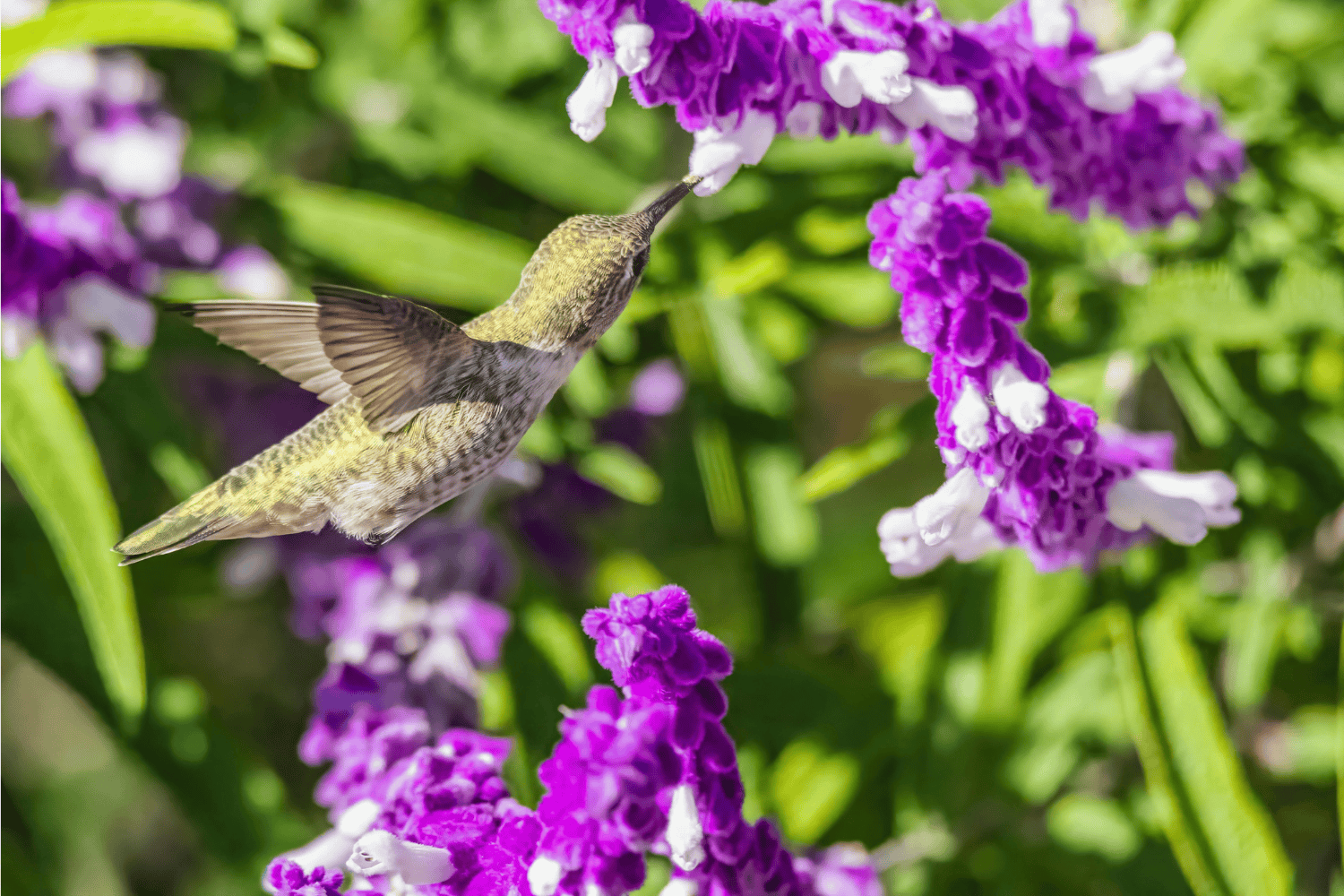 Salvia leucantha: la flor de otoño que transforma tu jardín y atrae colibríes y mariposas