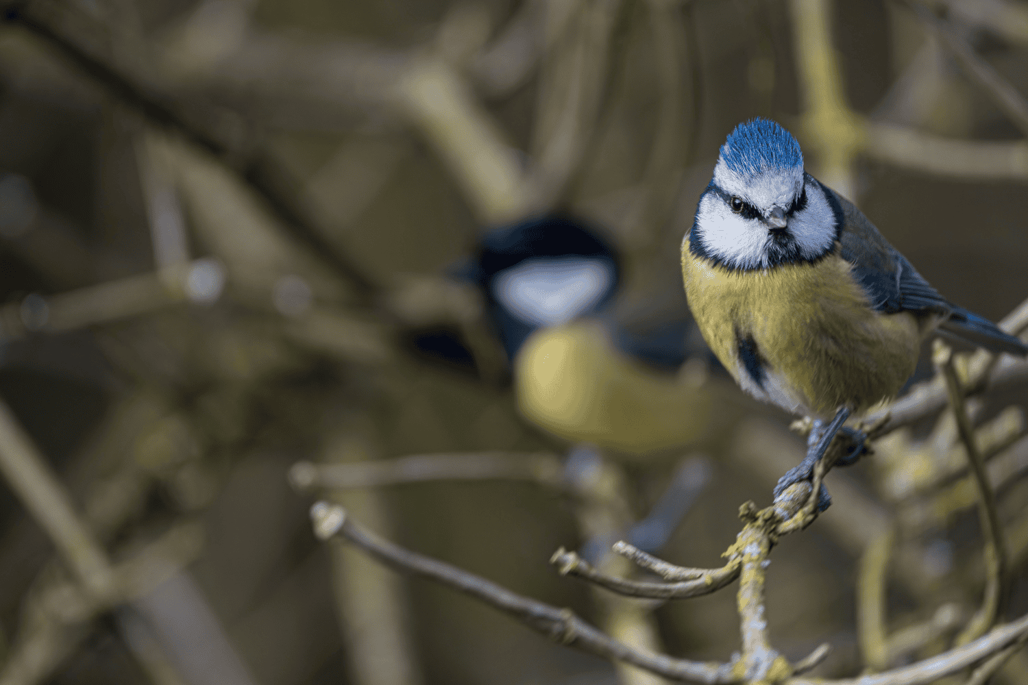 ¿Por qué ya no cantan los pájaros en las ciudades? El impacto del ruido, la luz y el concreto en su silencio