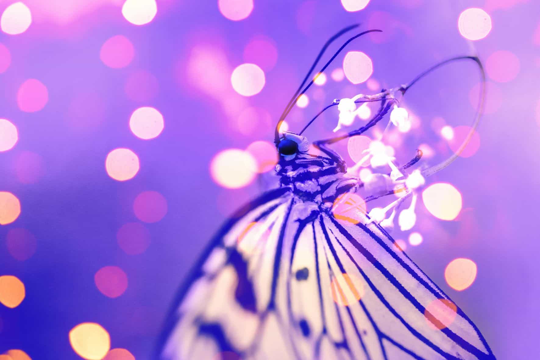 efecto mariposa
