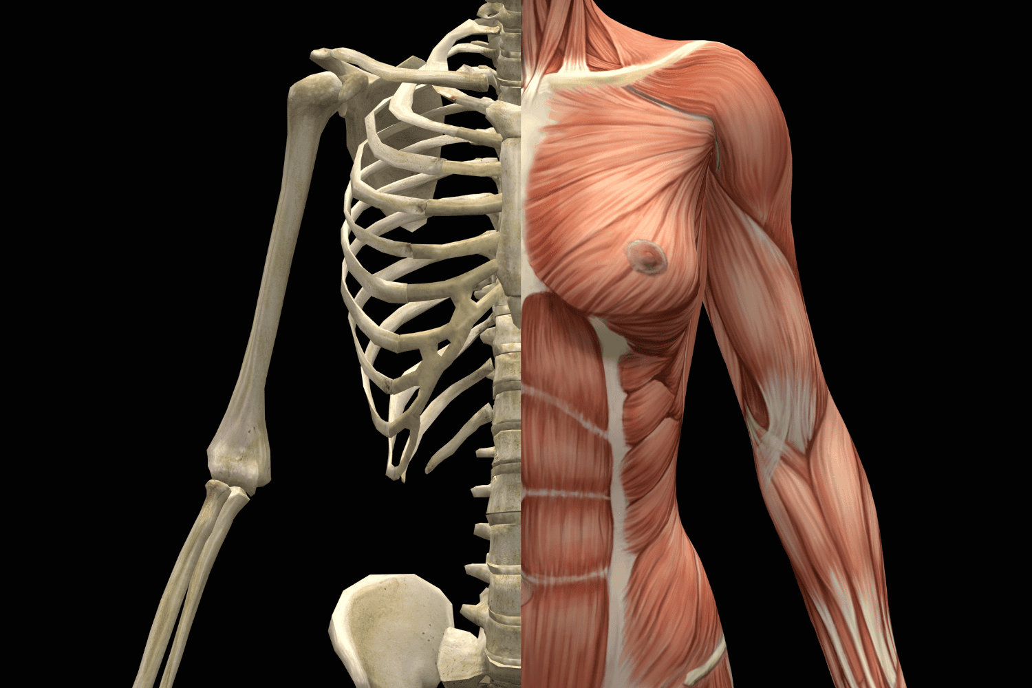 Descubren cómo rejuvenecer las células madre musculares y aumentar la fuerza de forma natural