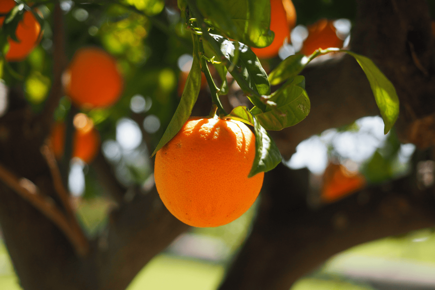 ¿Qué vitaminas tienen las naranjas? Descubre por qué este cítrico es un escudo natural para tu salud