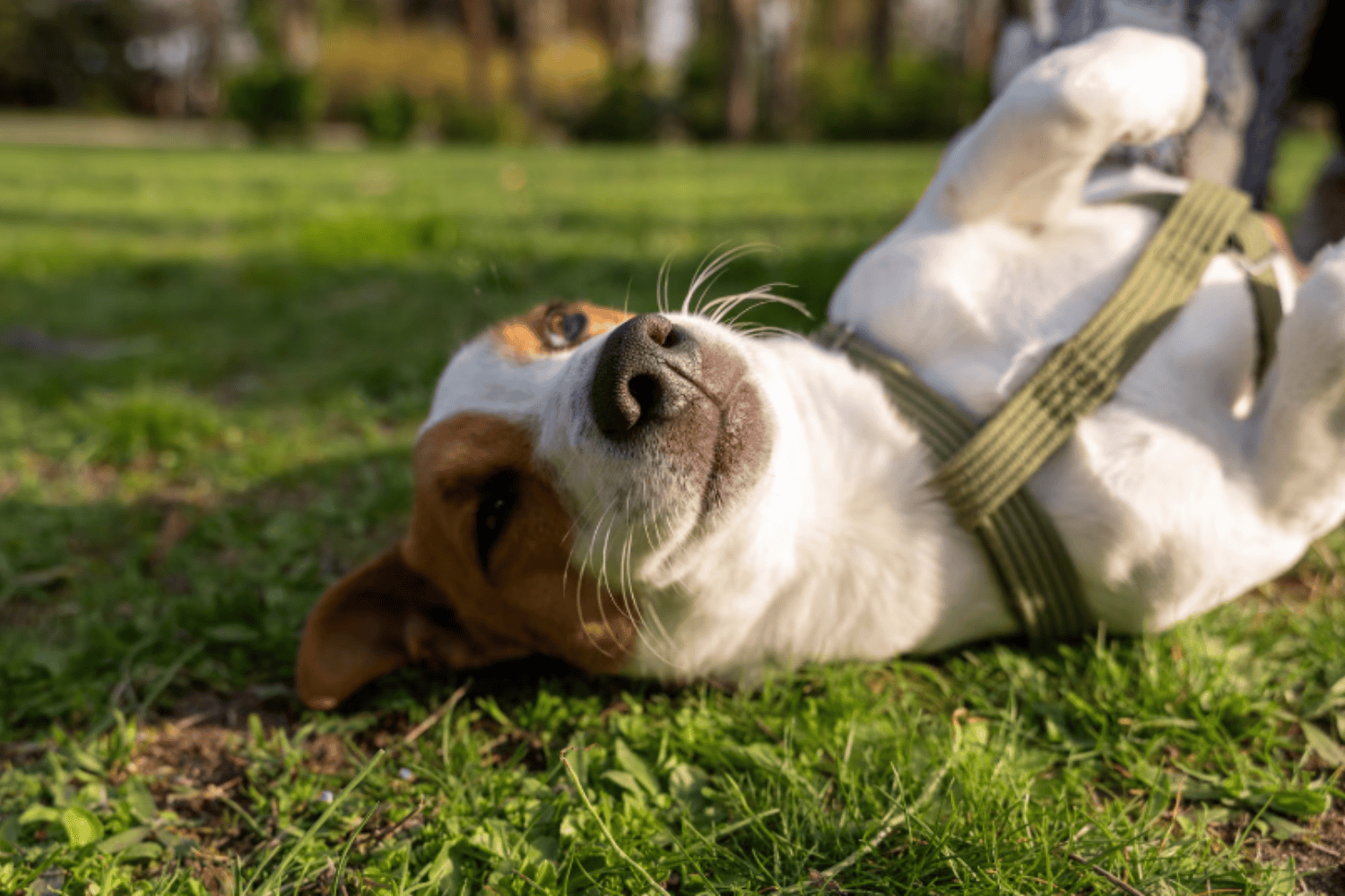 La revolución que promete alargar la vida de los perros ya está en marcha