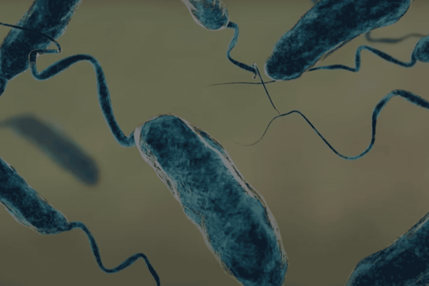 La letal aliada del fentanilo: así actúa Klebsiella pneumoniae, la superbacteria que desafía a la medicina