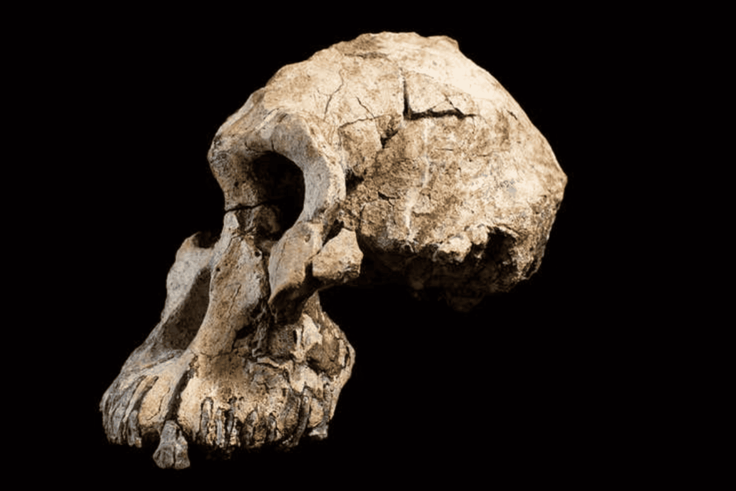 Dos especies humanas coexistieron en África hace más de dos millones de años