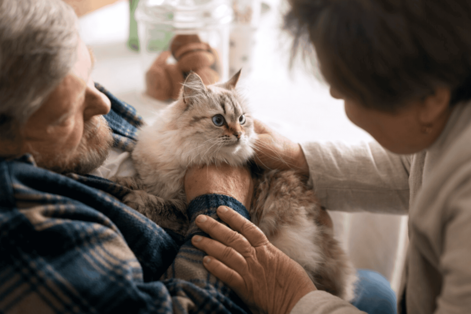 Una terapia experimental en gatos abre nuevas vías contra tumores humanos