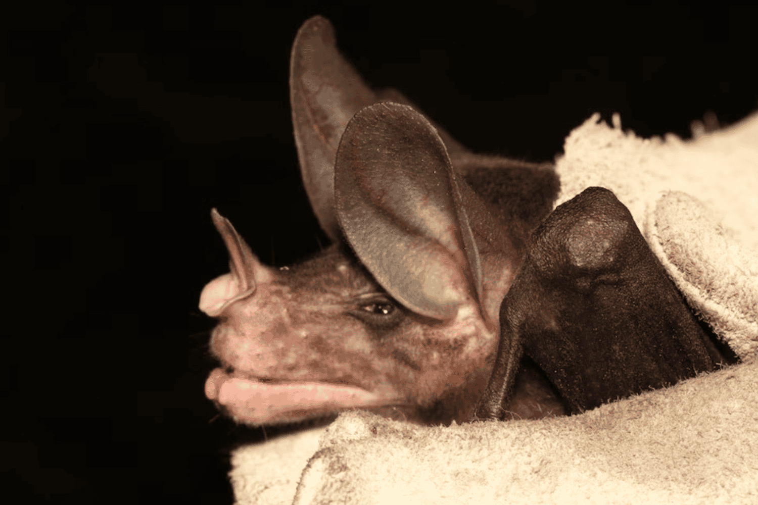 El murciélago espectral: el “vampiro” que abraza, comparte comida y cría en familia