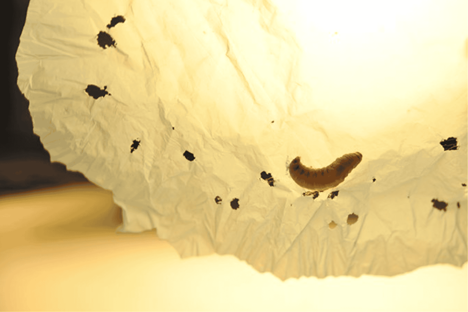 Polillas contra el plástico: ¿aliadas inesperadas en la crisis ambiental?