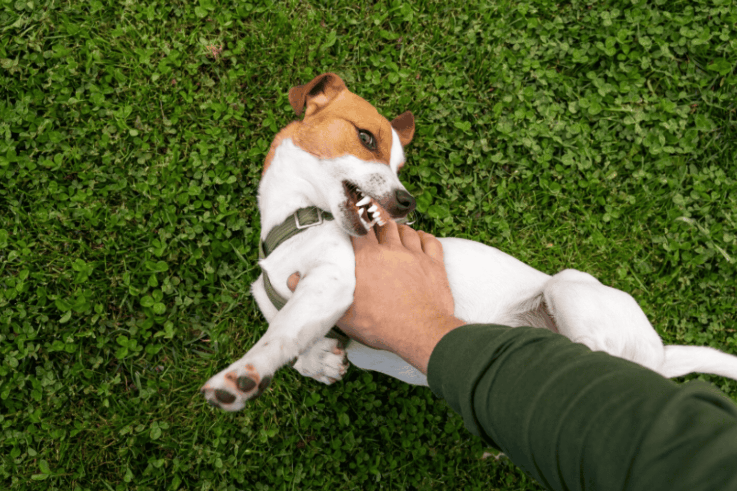 Por qué algunas personas no sienten afinidad con los perros, según la psicología