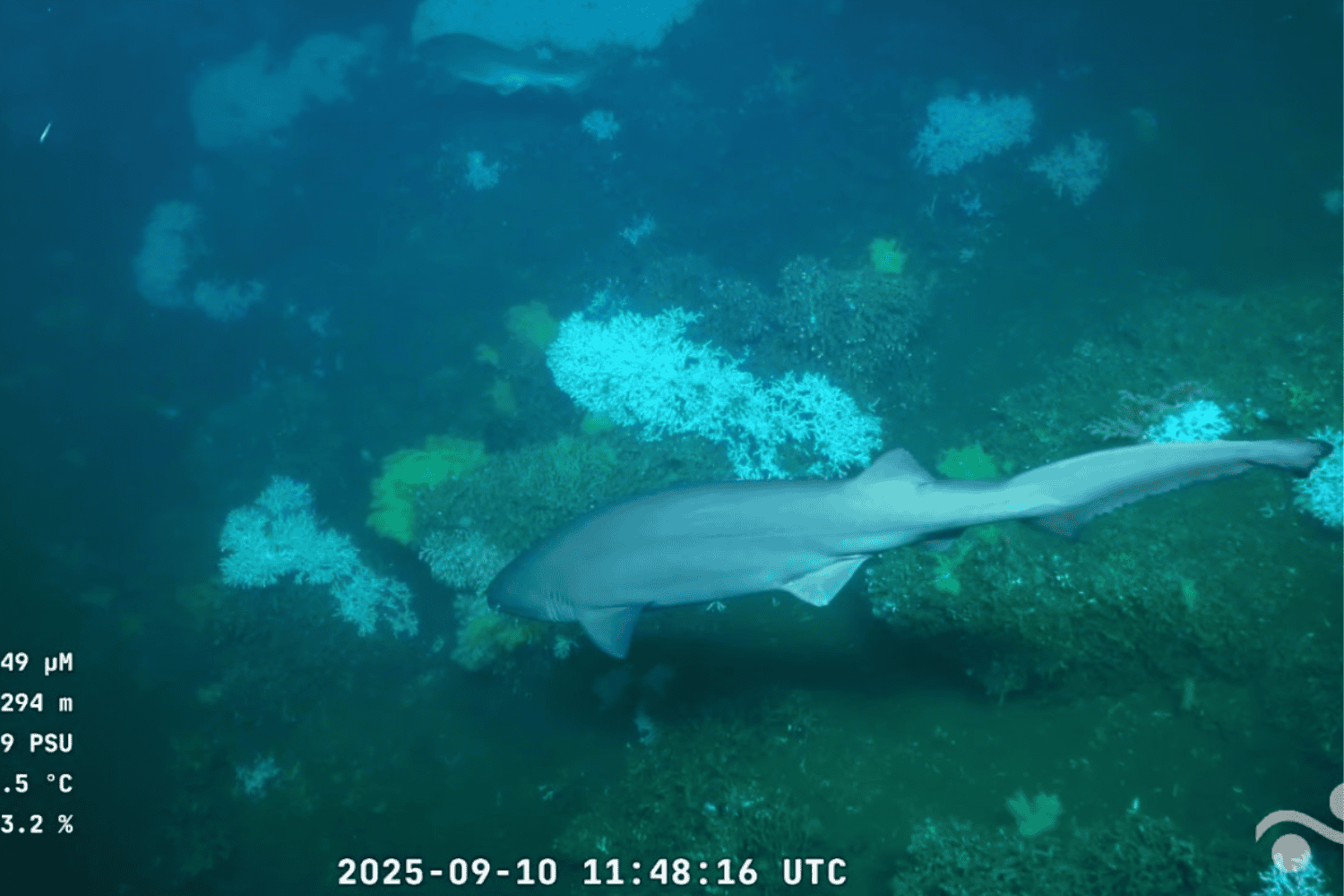 Tiburones de aguas profundas: hallazgos inéditos en la expedición Uruguay Sub200