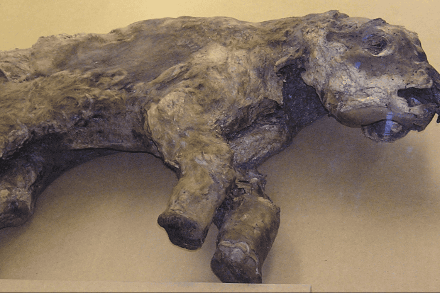 El ADN microbiano hallado en un diente de mamut revela un pasado oculto