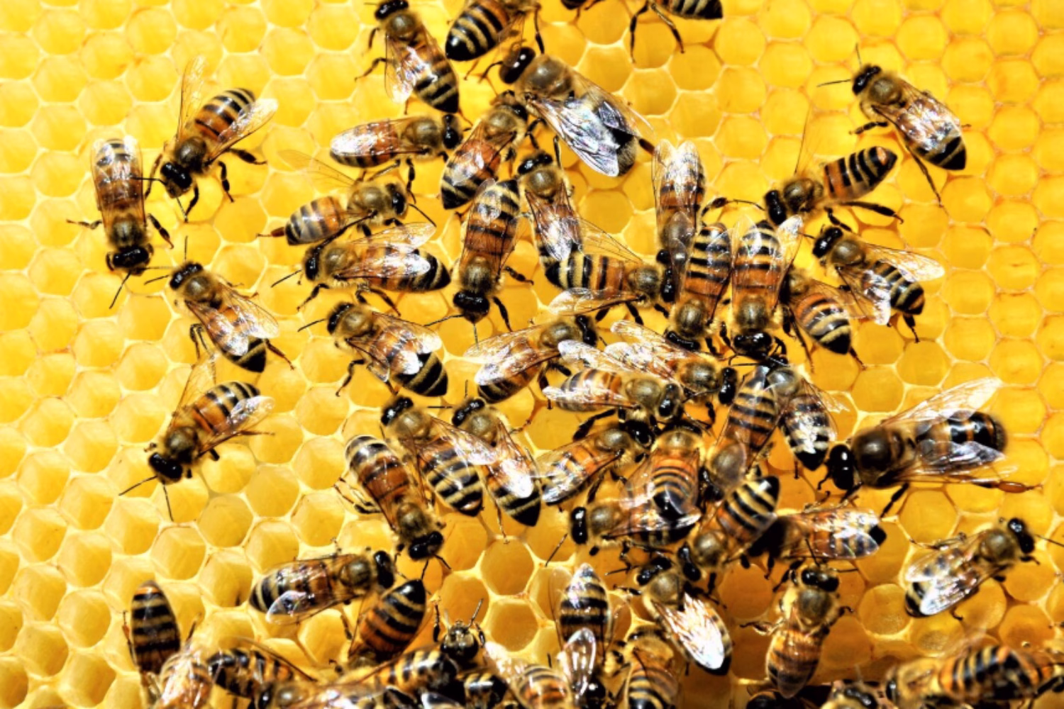 Hoteles para abejas: la innovadora estrategia colombiana que busca salvar a los polinizadores