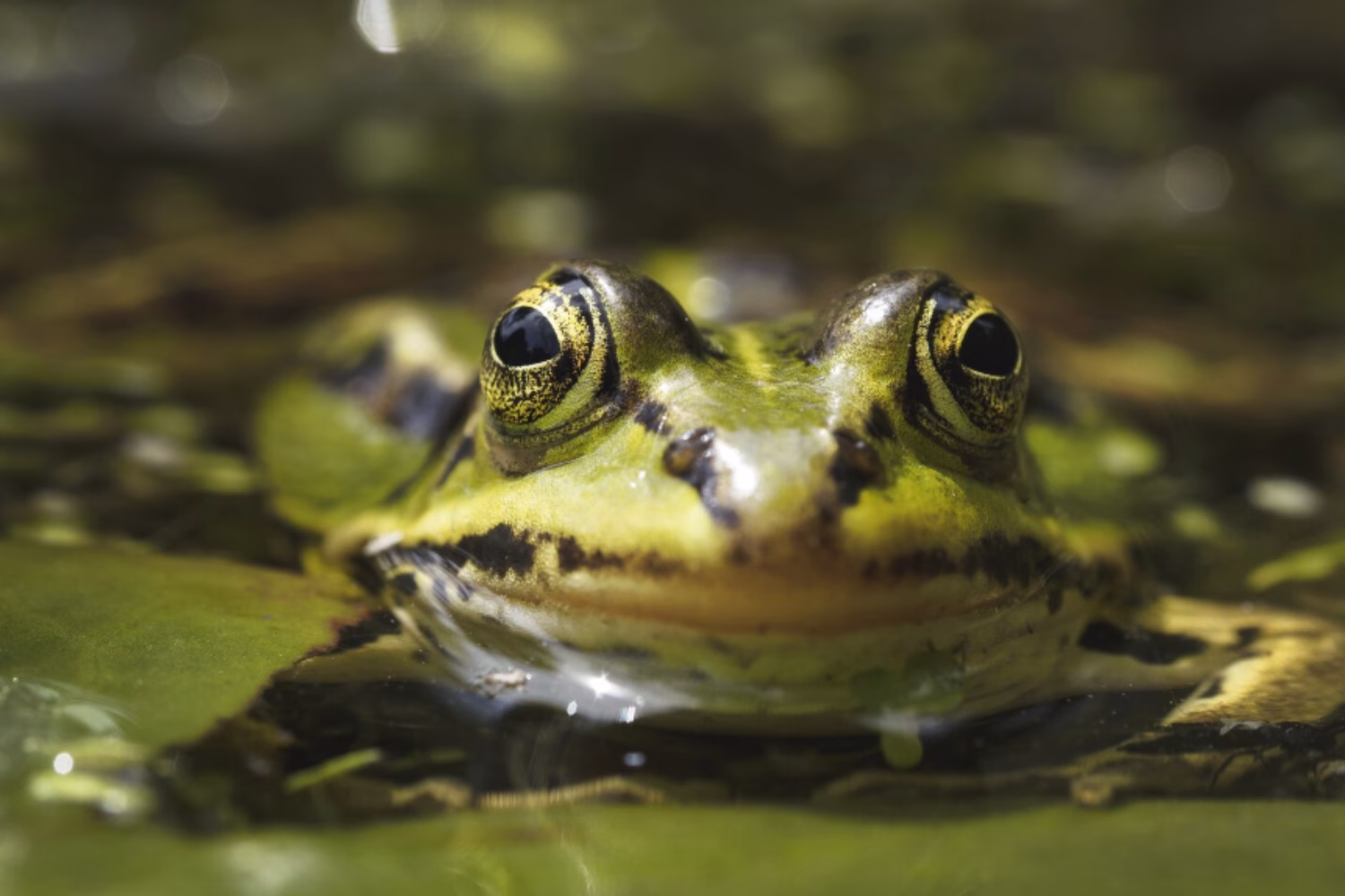 El misterio de los sapos que nacen sin renacuajos: un hallazgo que desafía la biología