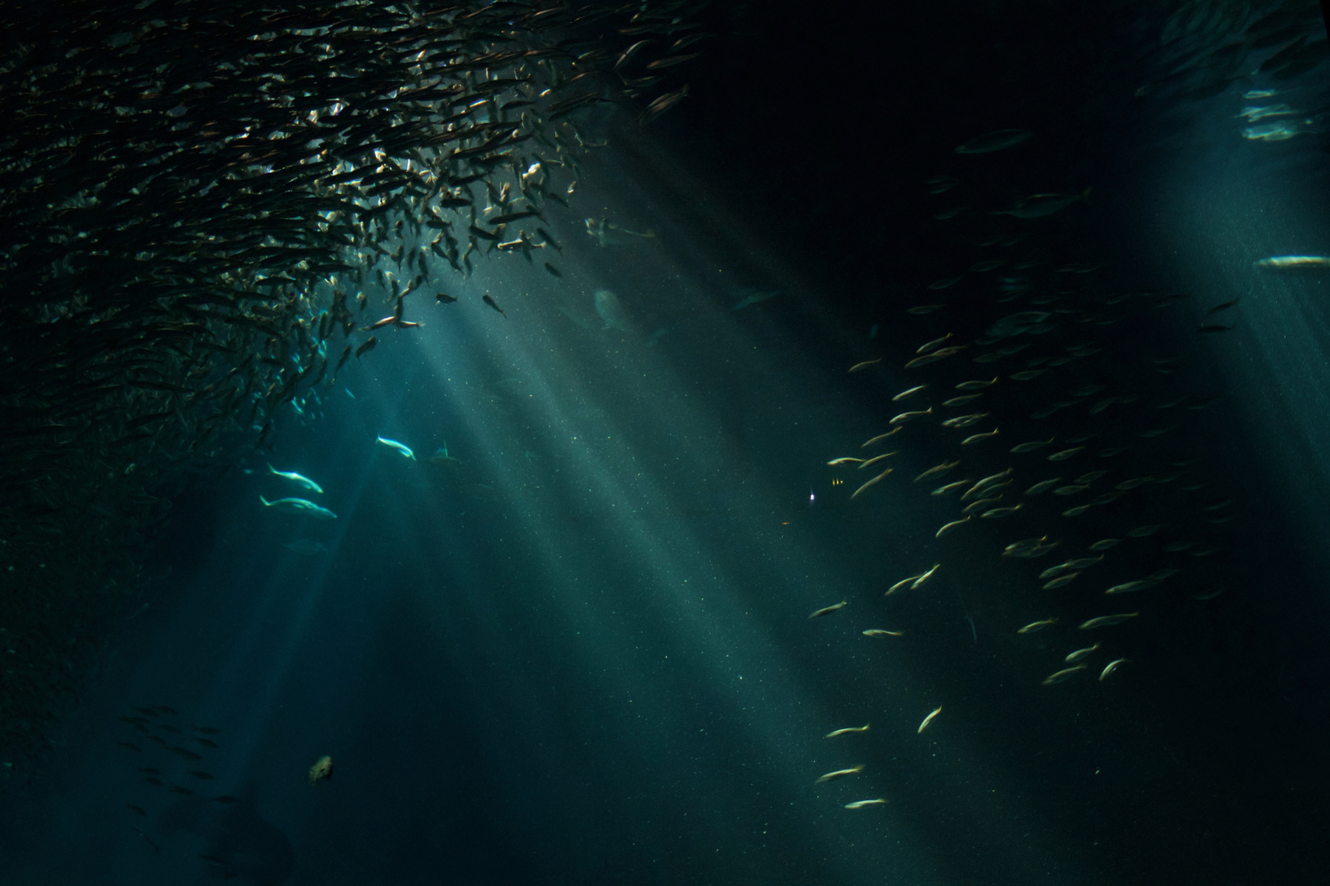 El océano se está apagando: la nueva amenaza invisible para la vida marina