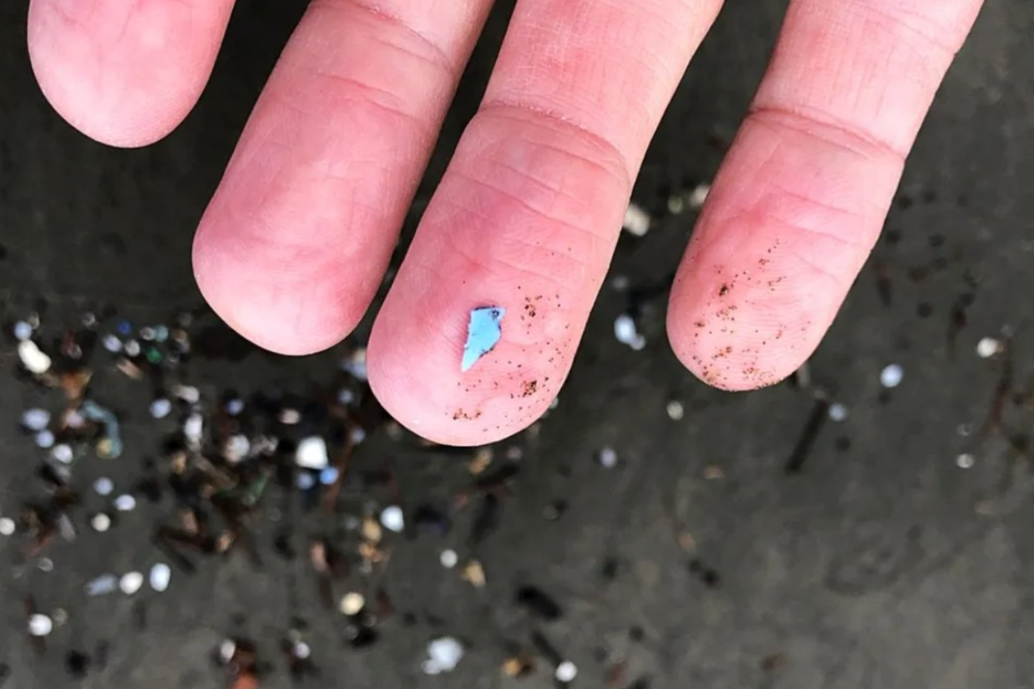 Los animales más pequeños del océano están moviendo toneladas de microplásticos