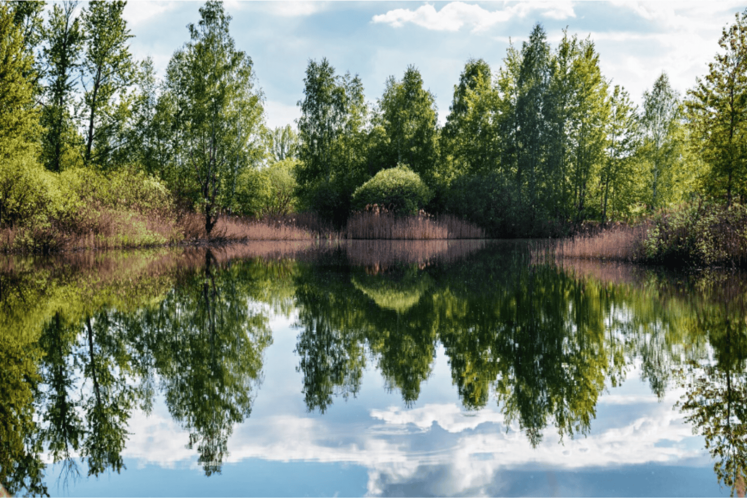 Plantar árboles no siempre salva el planeta: la paradoja verde que une a China y África
