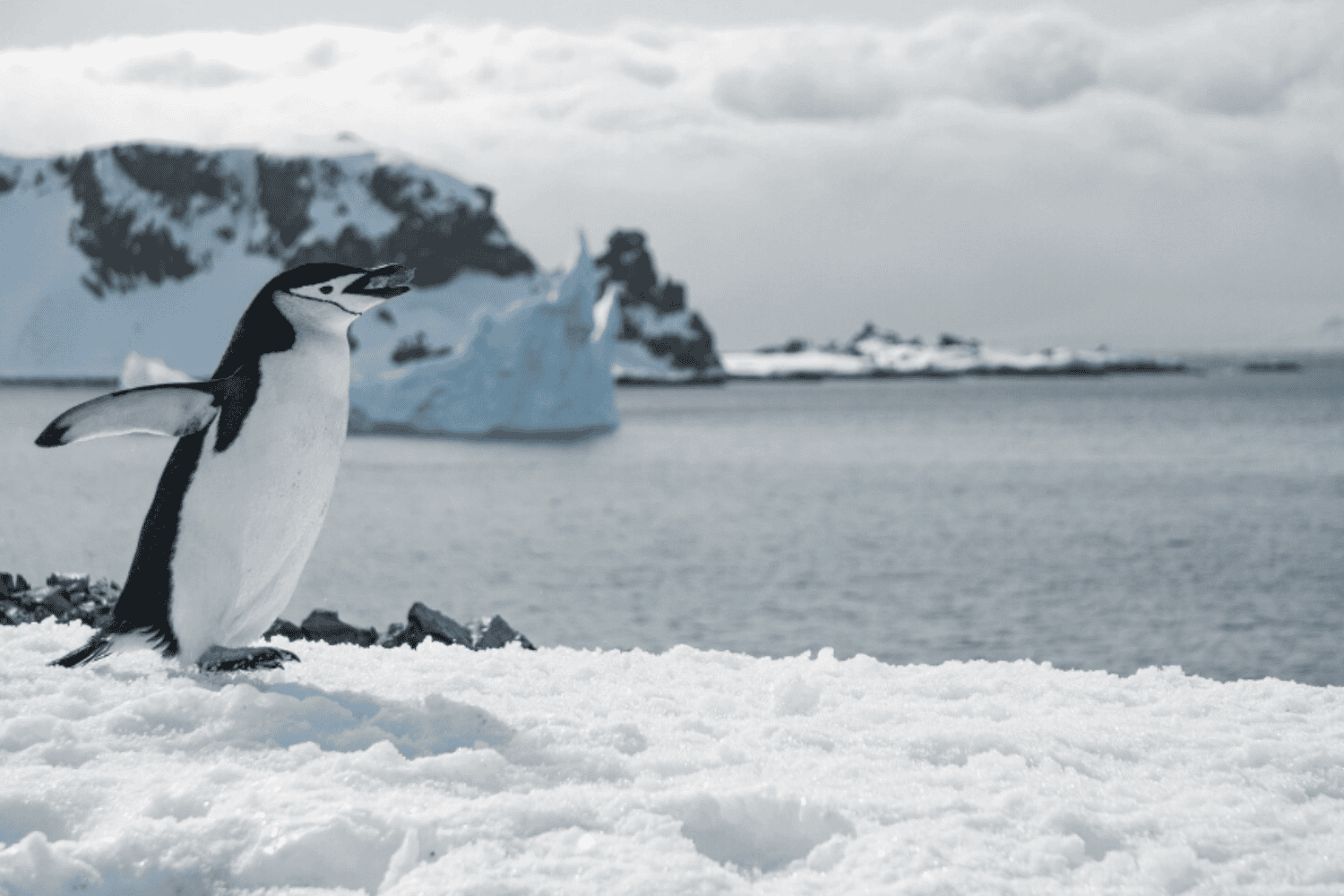 El termómetro del planeta: lo que la Península Antártica revela sobre el futuro del clima