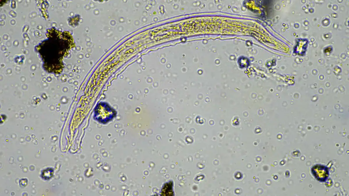 Despertó tras 24.000 años: el “gusano zombi” que desafía los límites de la vida