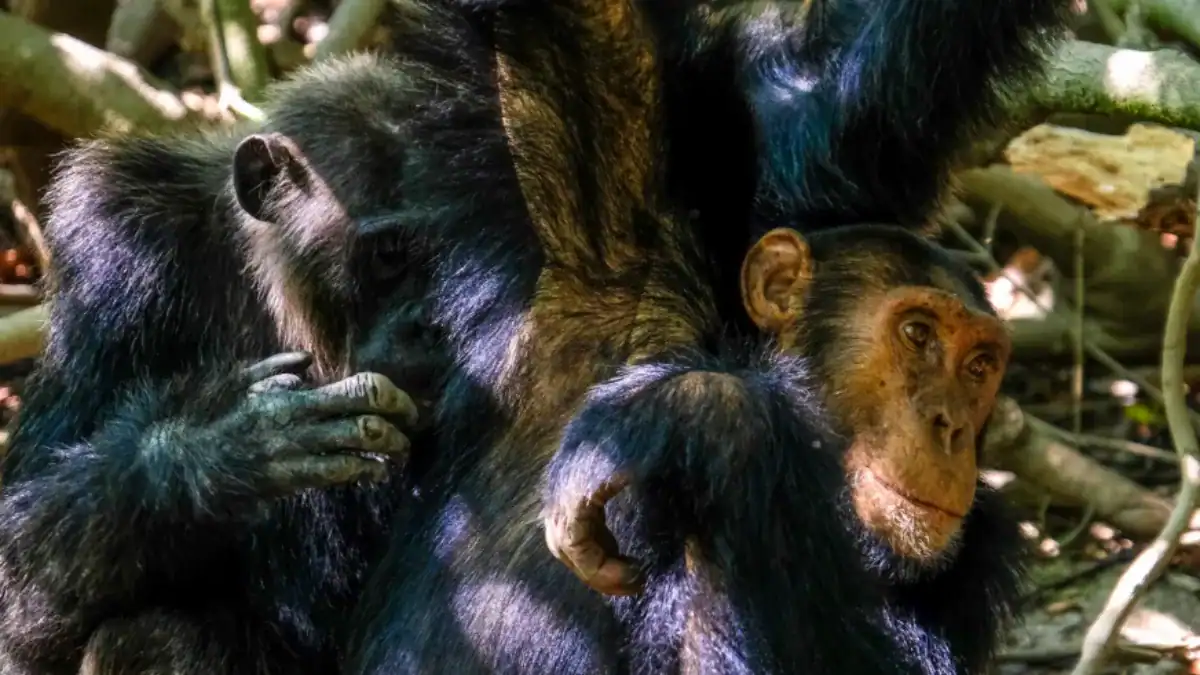 la “guerra civil” de chimpancés que desconcierta a la ciencia: cómo un grupo unido terminó en un conflicto letal