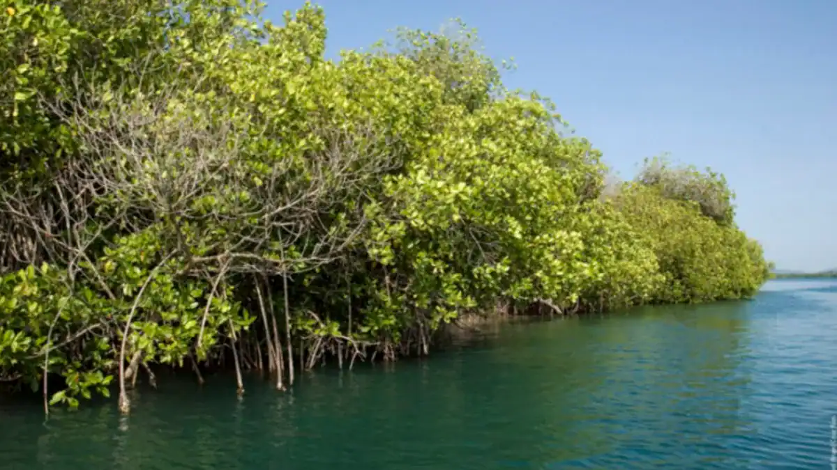 Los “bosques invisibles” que pueden salvar el clima: por qué los manglares son clave