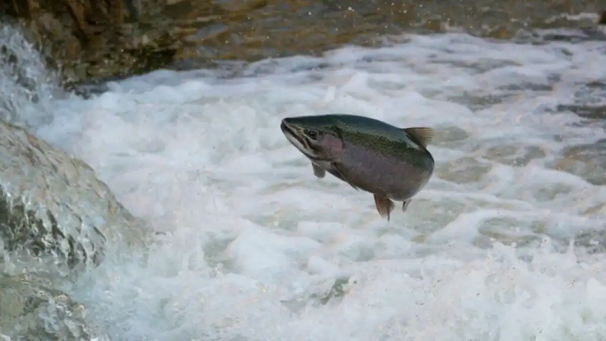 nadaban sin parar y nadie sabía por qué: la cocaína en el agua está cambiando a los salmones