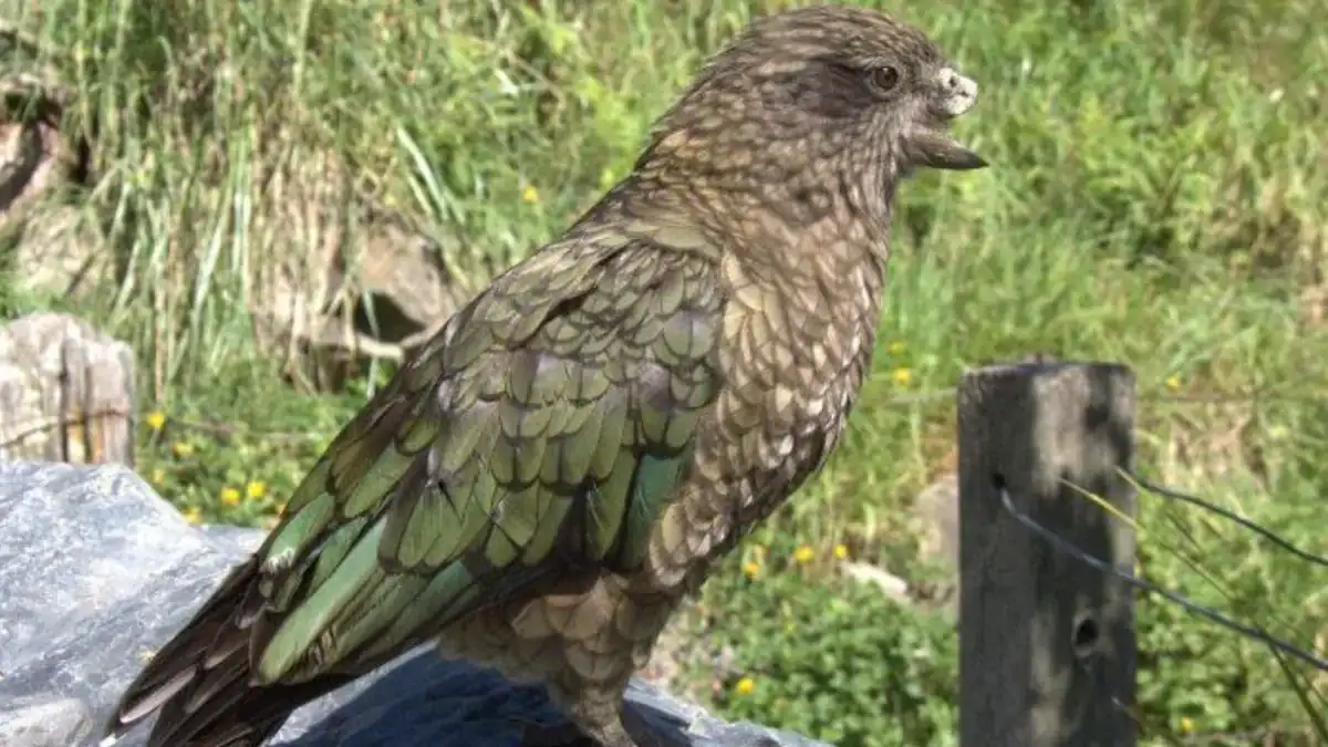 Sin pico superior y aun así líder: el loro que desafía todo lo que creíamos sobre la fuerza en la naturaleza