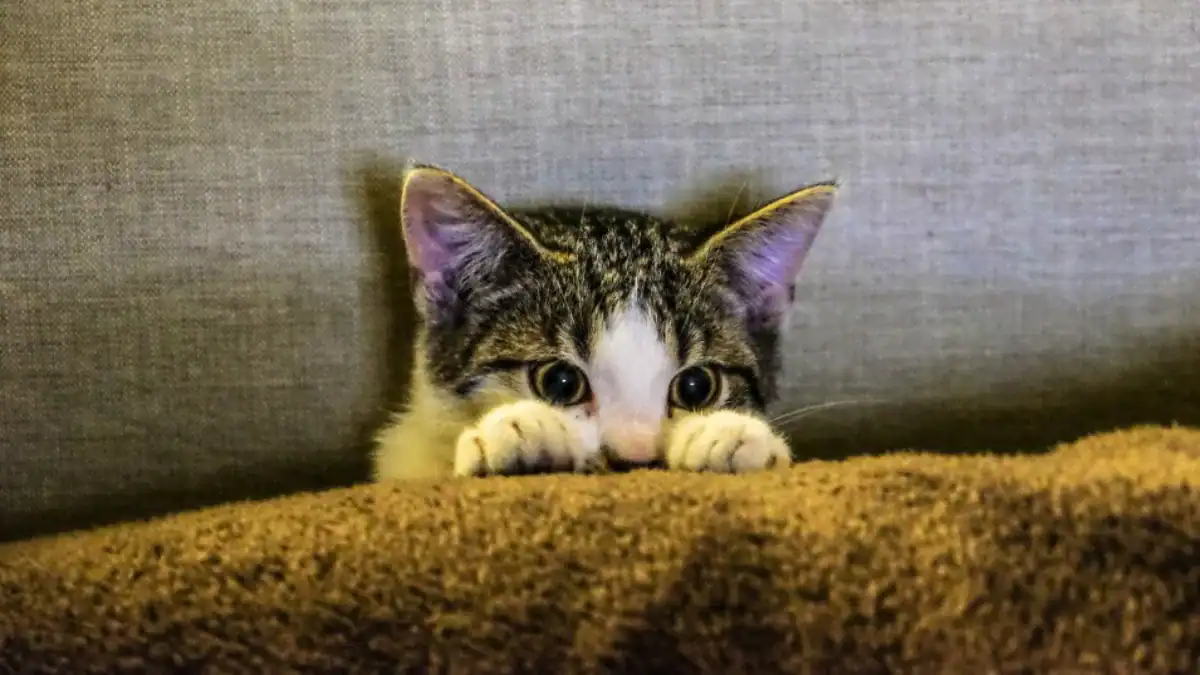 No es indiferencia: esto es lo que realmente siente tu gato cuando te vas de casa