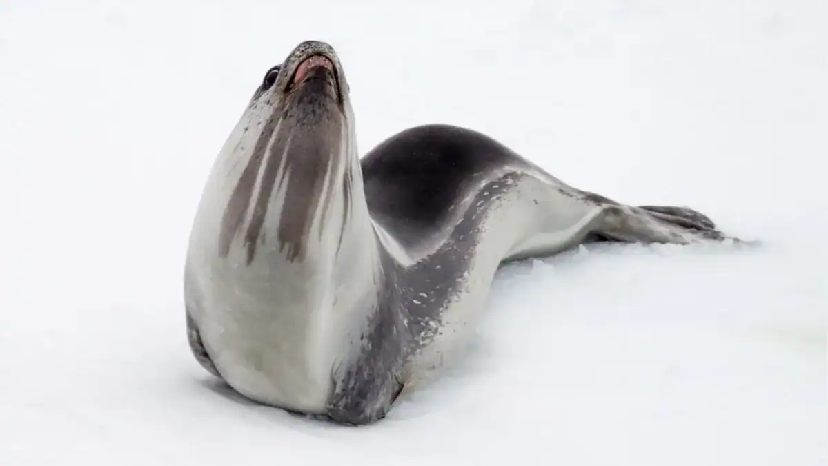 El animal más fantasmagórico del océano por fin aparece en su mundo real