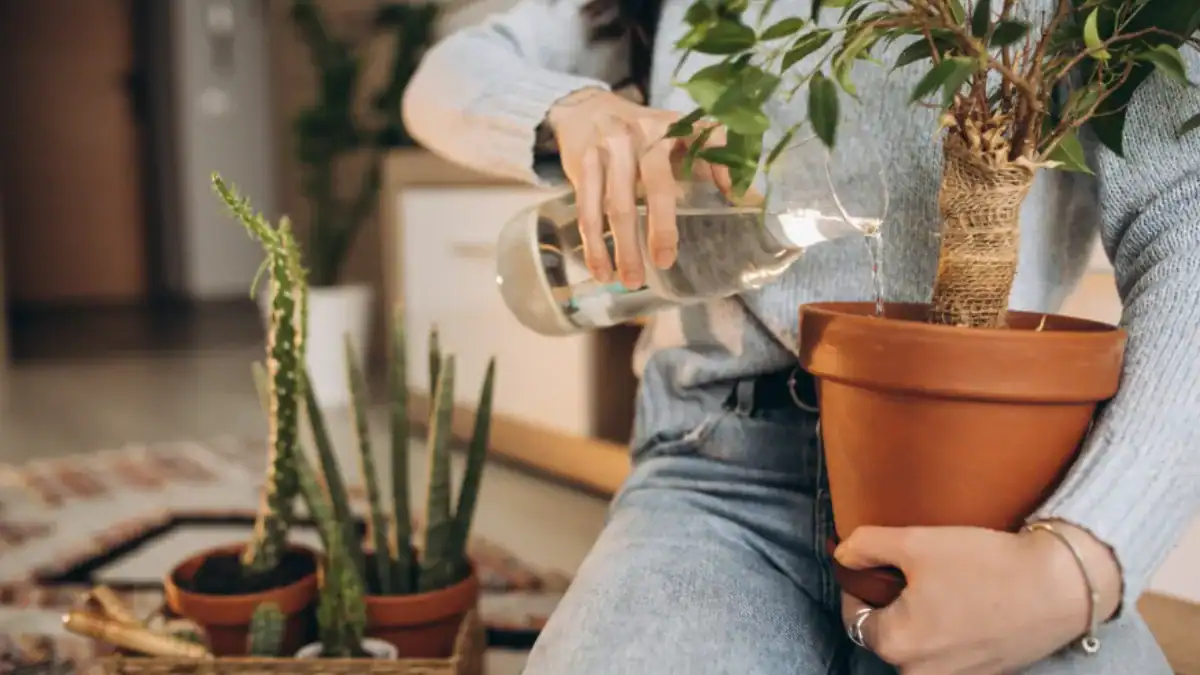 El “interruptor oculto” que podría cambiar la agricultura para siempre: así sobreviven las plantas sin agua