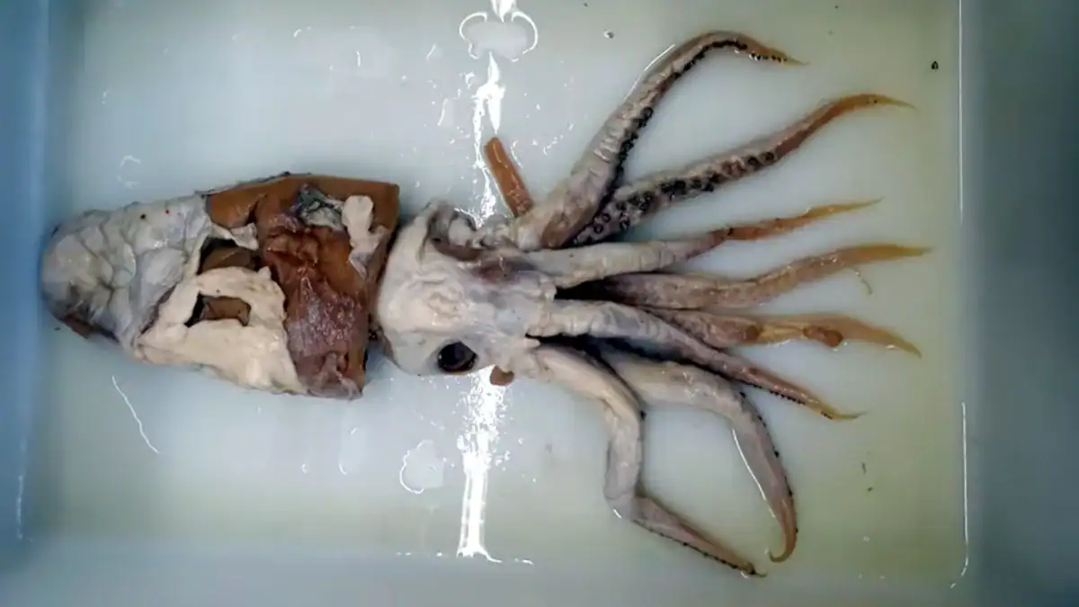 El calamar que pasó 70 años oculto en un museo: el hallazgo que revela lo poco que sabemos del océano