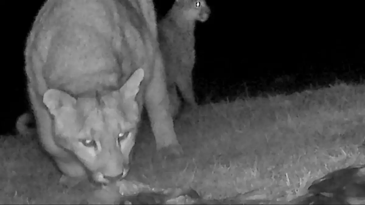 el depredador que cambió su estrategia: el día que un puma entró al agua y nada volvió a ser igual