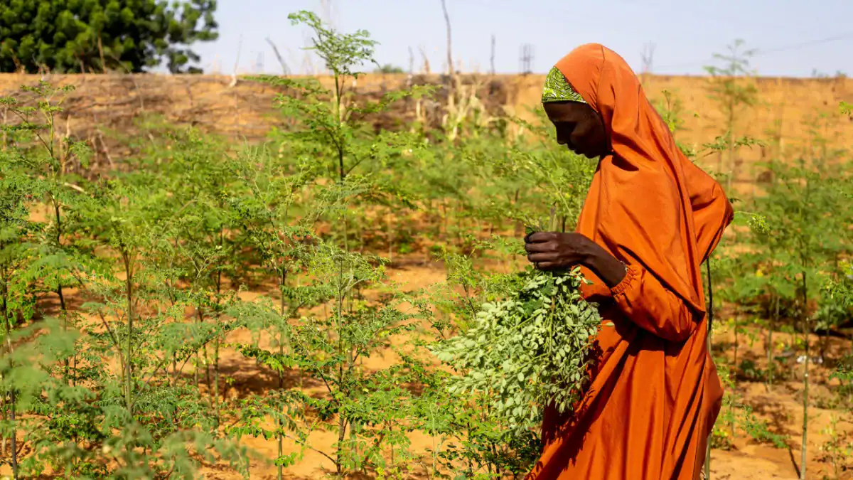 La Gran Muralla Verde de África: el proyecto que busca frenar el avance del desierto