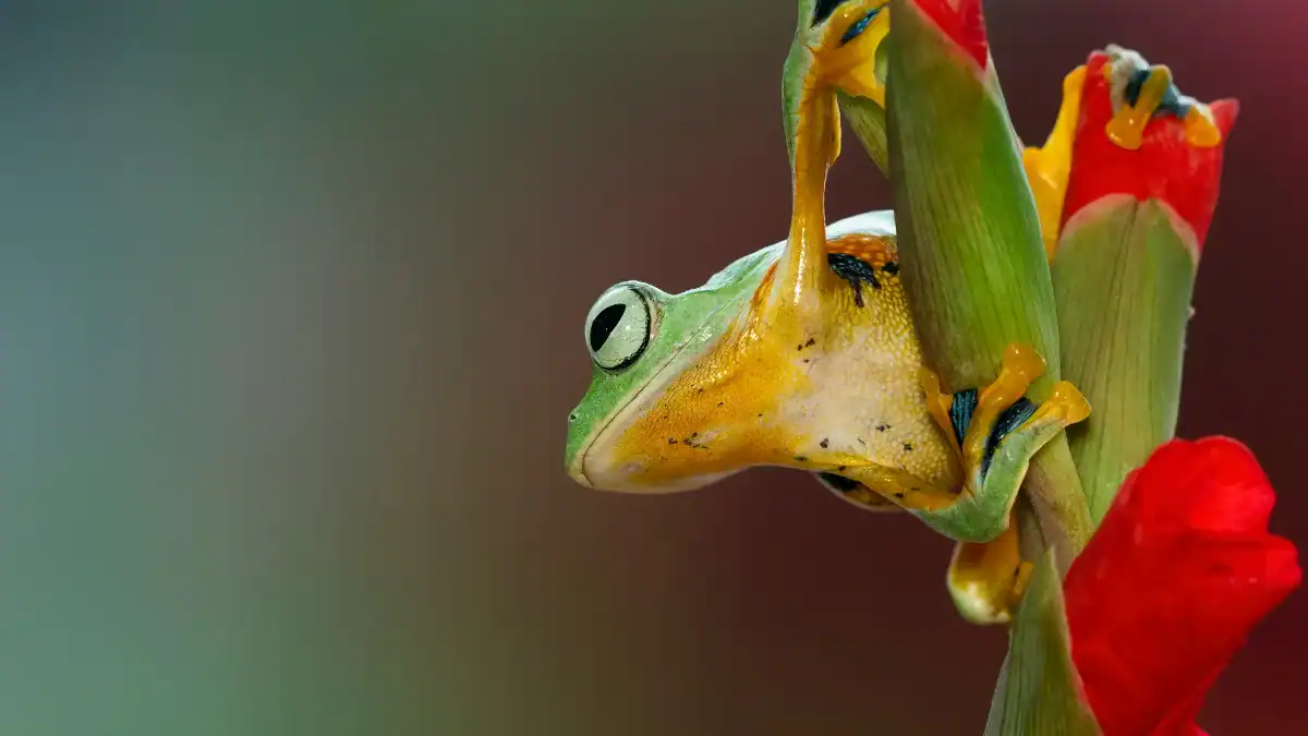 La biodiversidad no es solo naturaleza: es el sistema que sostiene la vida humana