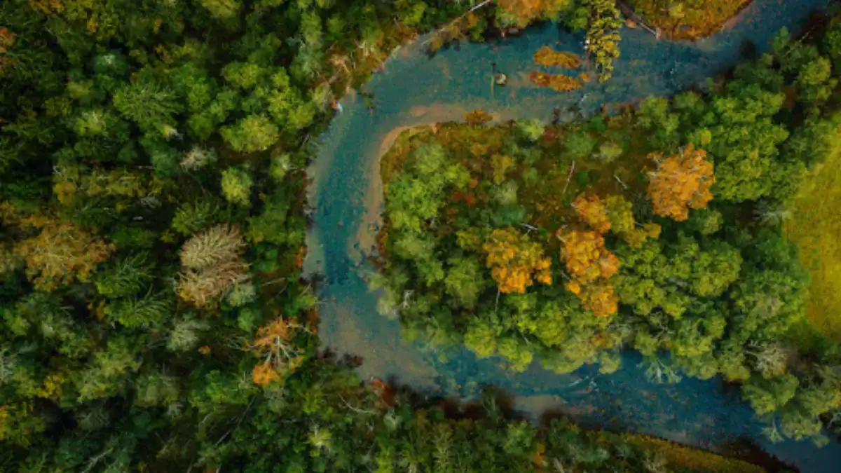 El mercurio invade la Amazonía: uno de cada cinco peces ya supera los límites seguros