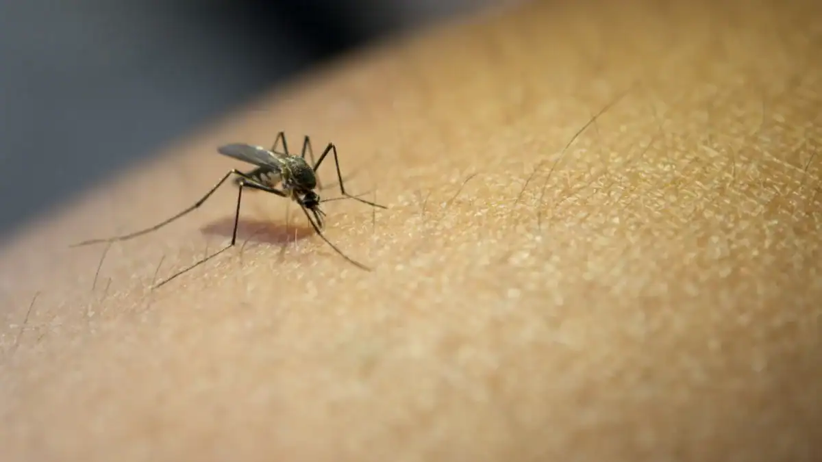 La enfermedad que empujó a la humanidad a moverse: cómo la malaria pudo cambiar nuestra evolución