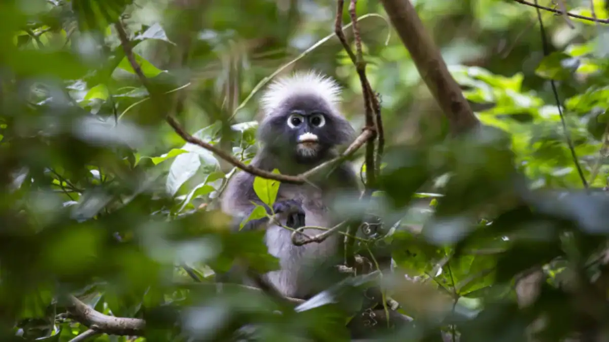 El clima extremo no solo cambia los hábitats: también vuelve más tensas las sociedades animales