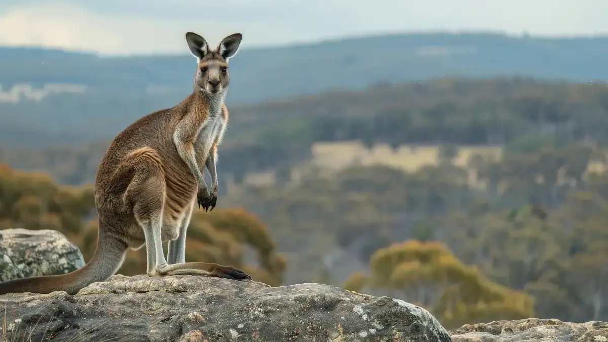 La evolución “al revés” que convirtió a los canguros en los dueños de Australia