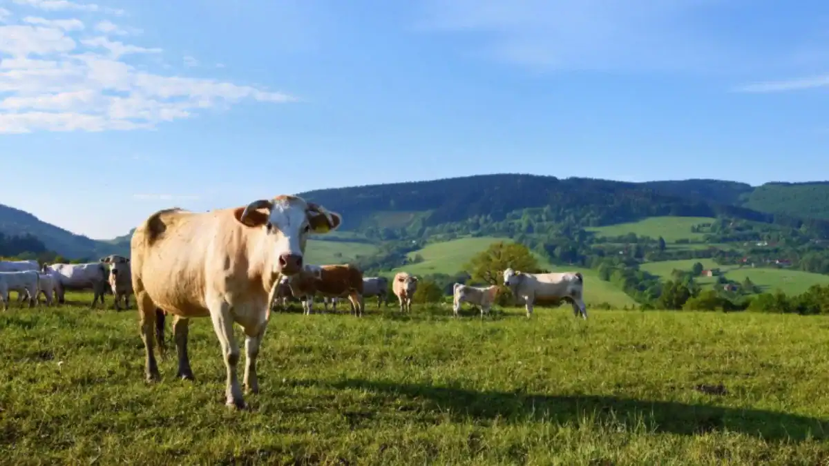 El dato que cambia todo sobre la leche: el suelo esconde un impacto climático mayor del esperado